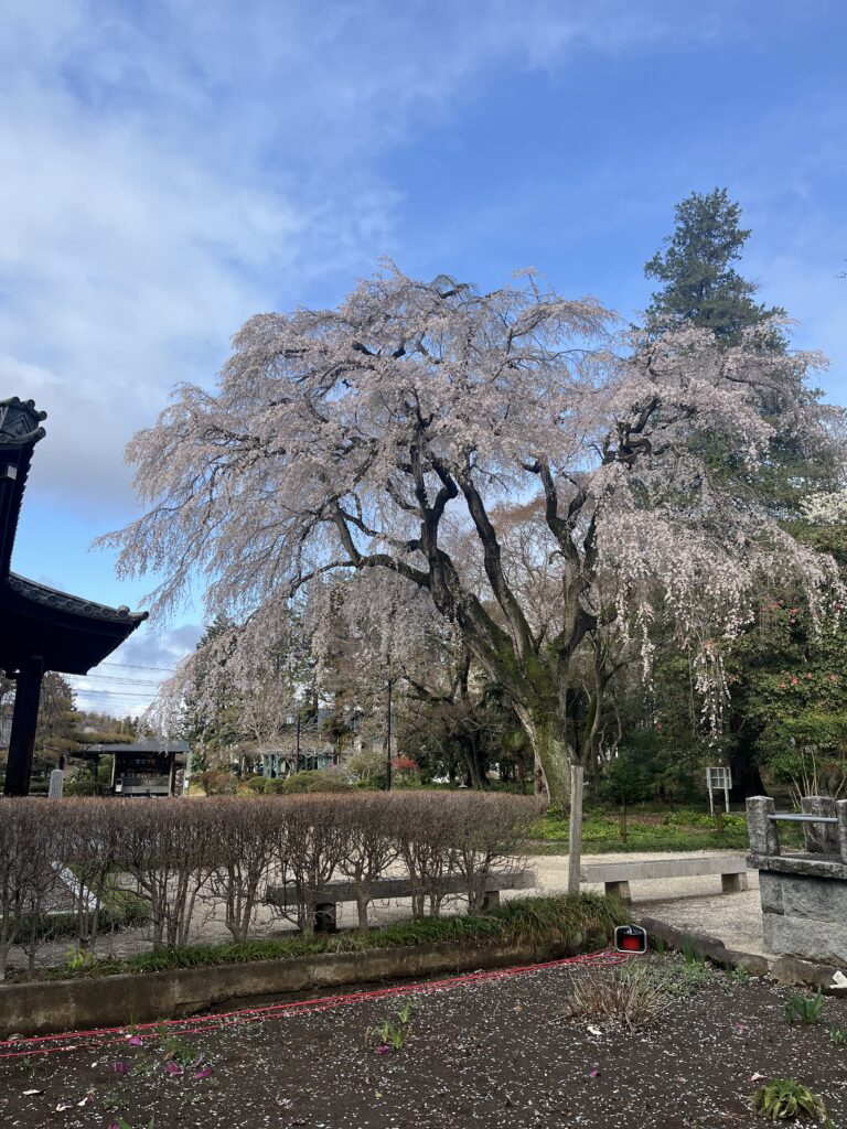 お花見🌸