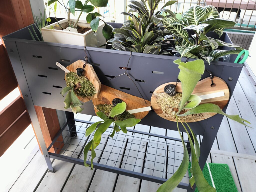 植物とメダカの進捗状況