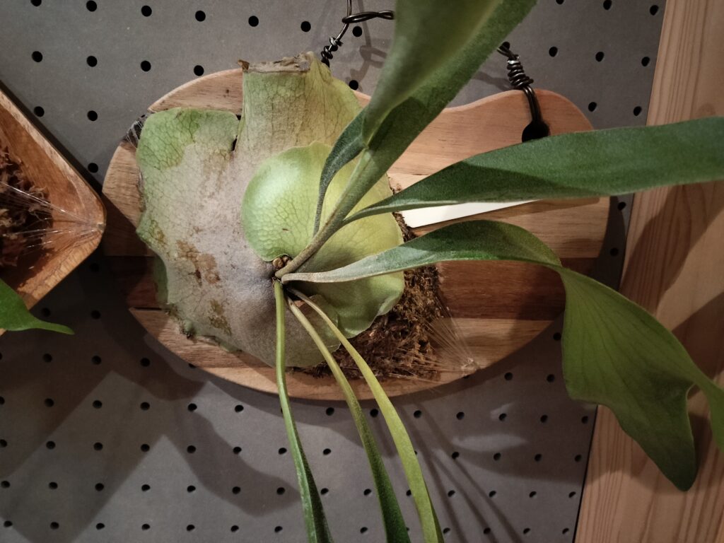 ビカクシダ　株分けチャレンジ