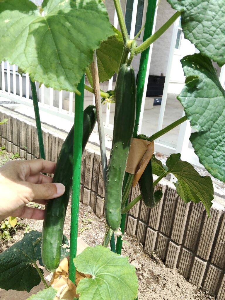 きゅうりの観察