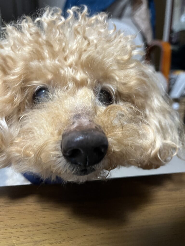最近のショコラと動物病院🐶